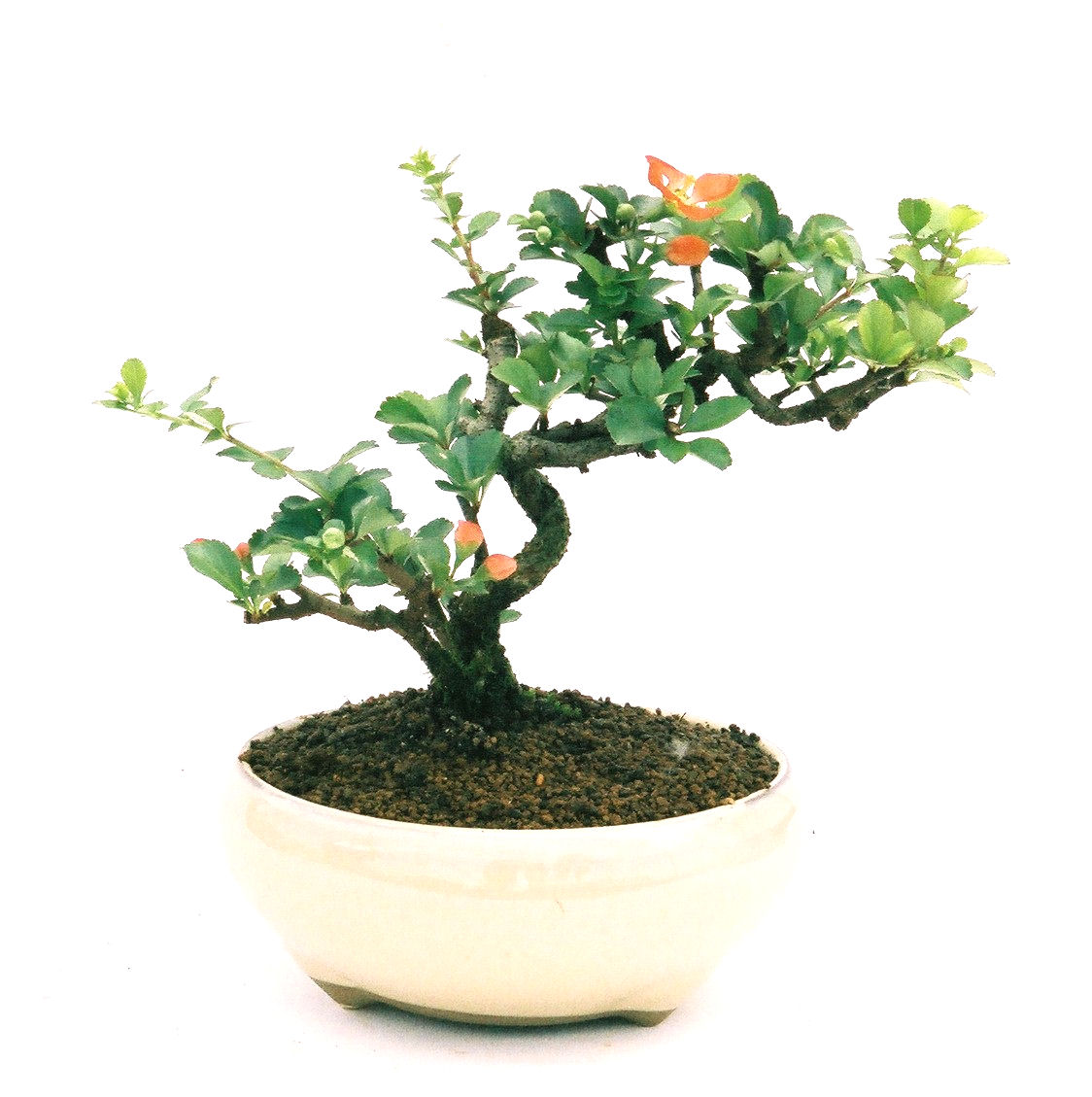 長寿梅 長寿梅盆栽 東京盆栽-8508
