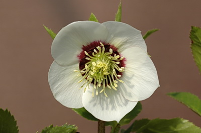 クリスマスローズのシングル（一重） 苗販売 ＞ クリスマスローズ