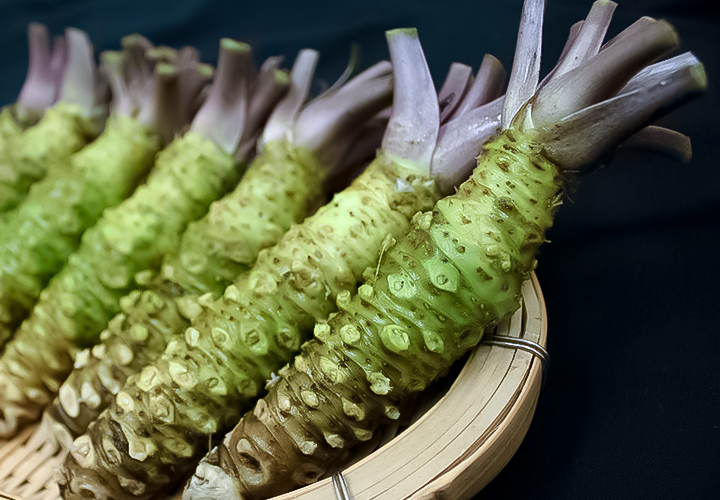 伊豆天城産真妻生わさび1本（約40~50g）※お届け日指定不可｜伊豆の