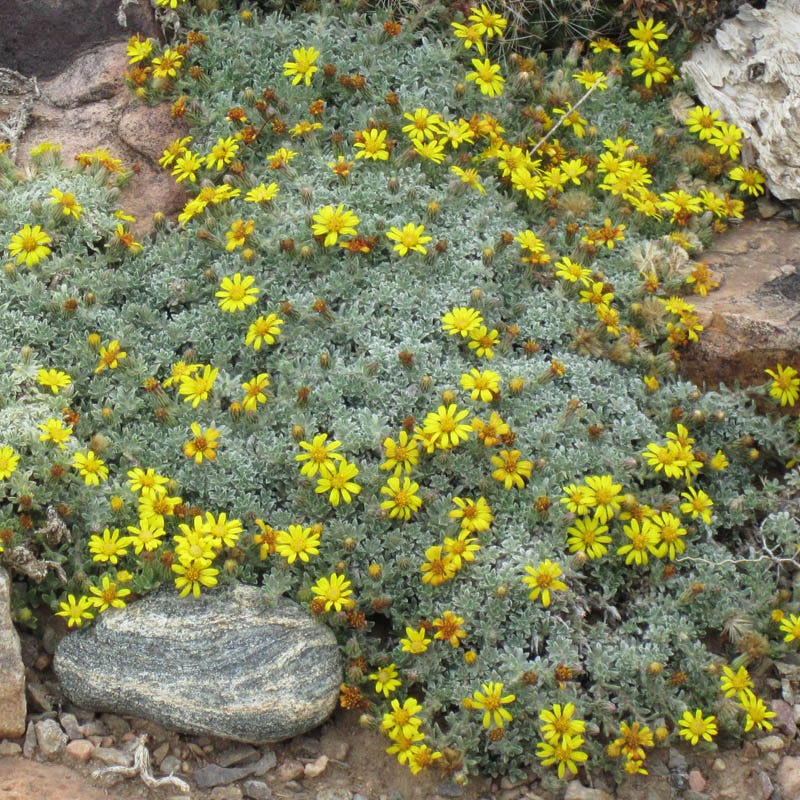 Creeping Goldenaster, Heterotheca jonesii | High Country Gardens