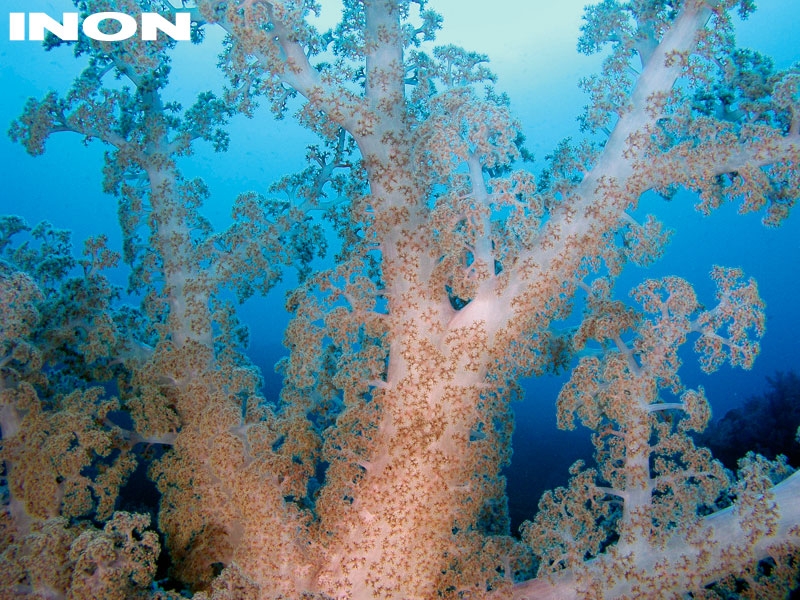 INON ドームレンズユニット for UWL-100 【概要】