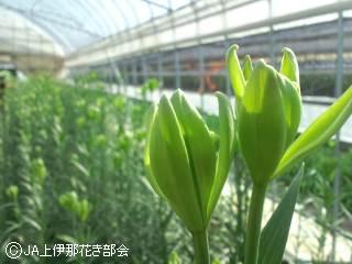 グリーンリリアルプ