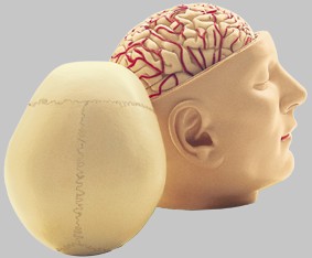 脳模型・神経システム