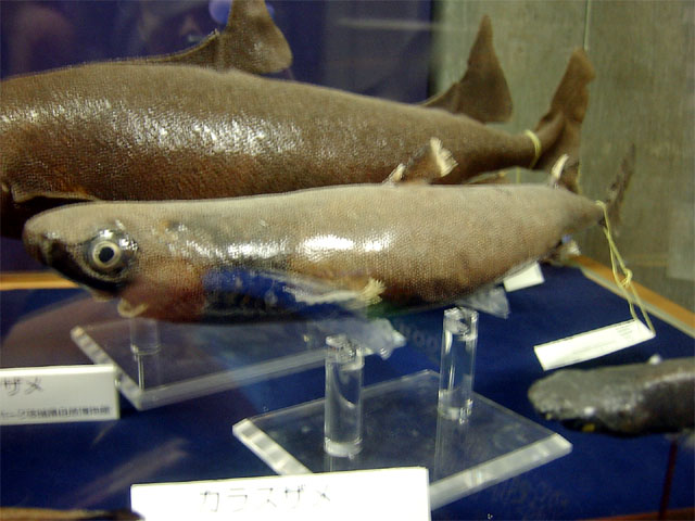 カラスザメ科(Etmopteridae)－カラスザメ