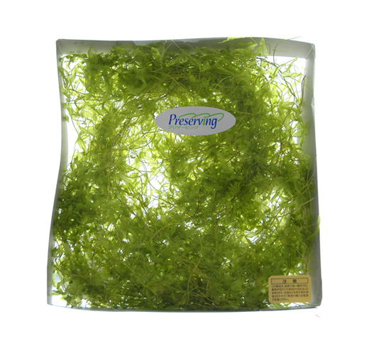 大地農園・サンウィーバイン・ライムグリーン・アウトレット