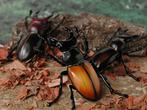 ミクラミヤマクワガタ