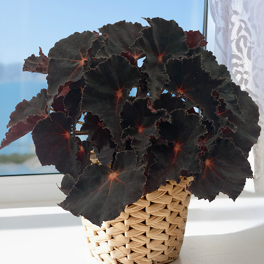 Begonia 'Cherry Sparkle' For Sale – Logee's Plants