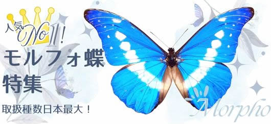 モルフォ蝶特集 , 蝶の標本 販売・通販のNatureShop|モルフォや