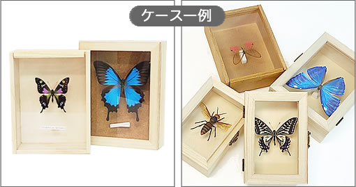 ムラサキコノハチョウ／裏展翅 , タグ「new」 , 蝶の標本 販売・通販の