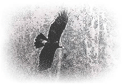 Raptor Japan 日本猛禽類研究機構- top用