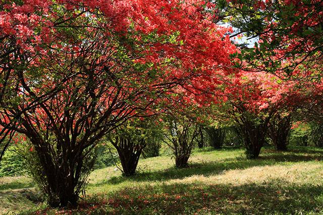 ヤマツツジ／霧降高原～四季の山野草