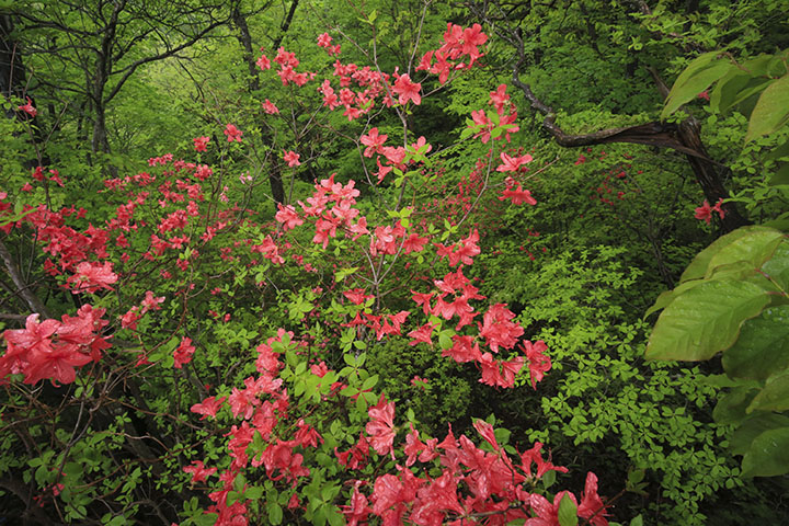 ヤマツツジ／霧降高原～四季の山野草