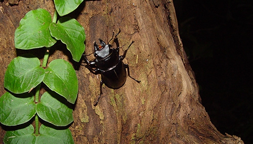 アマミマルバネクワガタ | せとうちなんでも探検隊 知れば楽しい