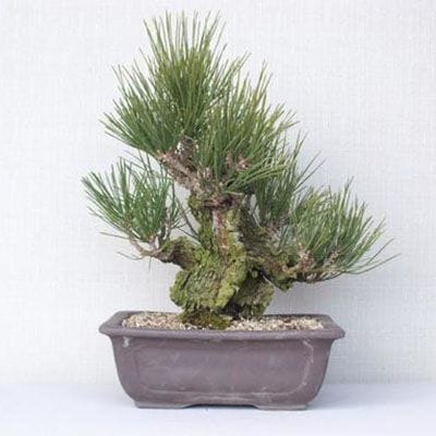 一点物 匠の盆栽】 夢錦 No.178｜盆栽妙 – 盆栽妙 本店