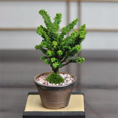 石化ヒノキの盆栽を販売｜盆栽妙 – 盆栽妙 本店