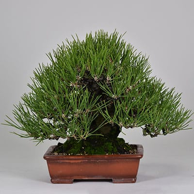 匠の盆栽】黒松 1点もの No.262【平松浩二】の盆栽を販売｜盆栽妙