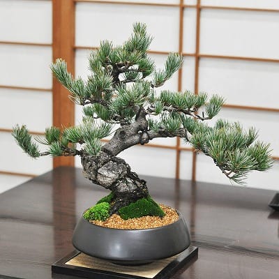 和モダン五葉松 中サイズ 漆黒浅丸 受け皿付きの盆栽を販売｜盆栽妙