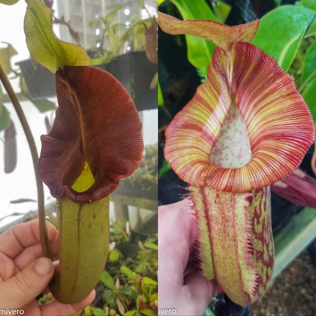 Nepenthes 'Whisper' x 'Redonkulas', CAR-0502 – Carnivero