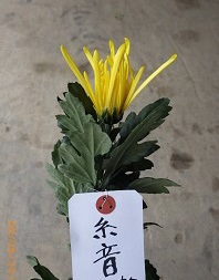 佐藤農園 糸菊生産卸