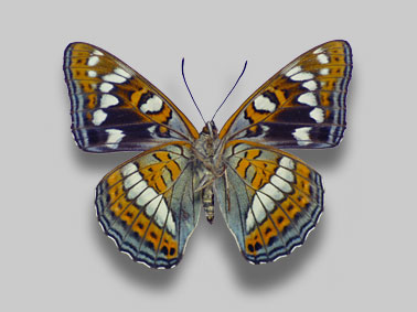 オオイチモンジ標本