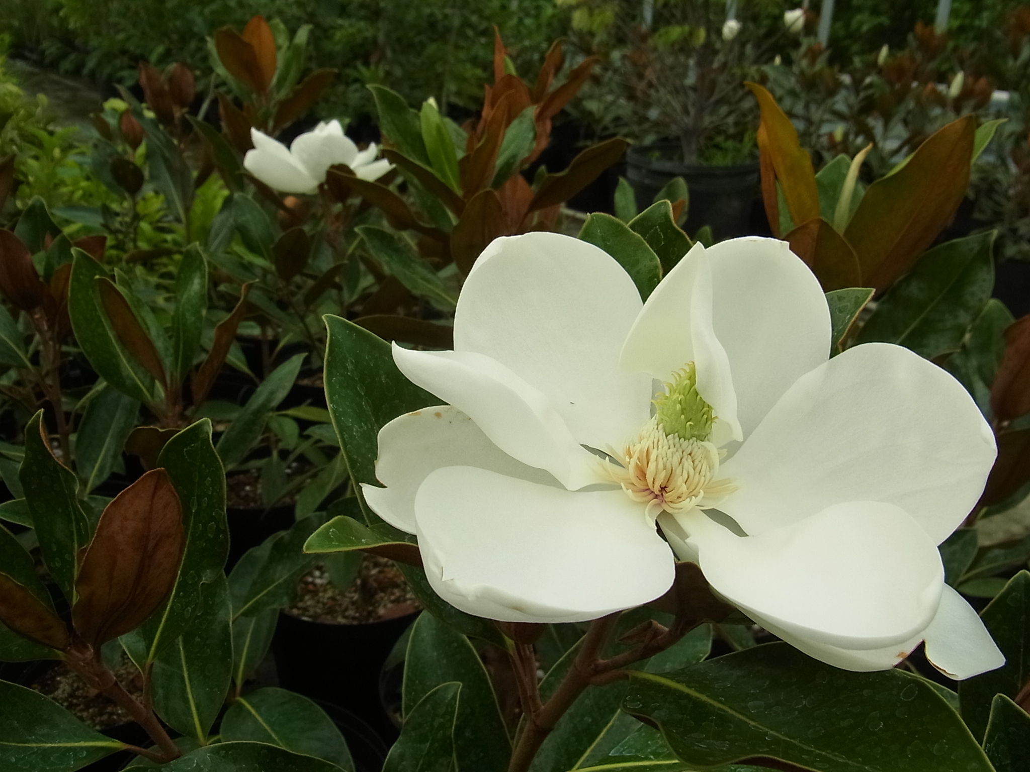 販売品目にタイサンボク'リトル ジェム'を追加！ | 樹木好き！ I Love