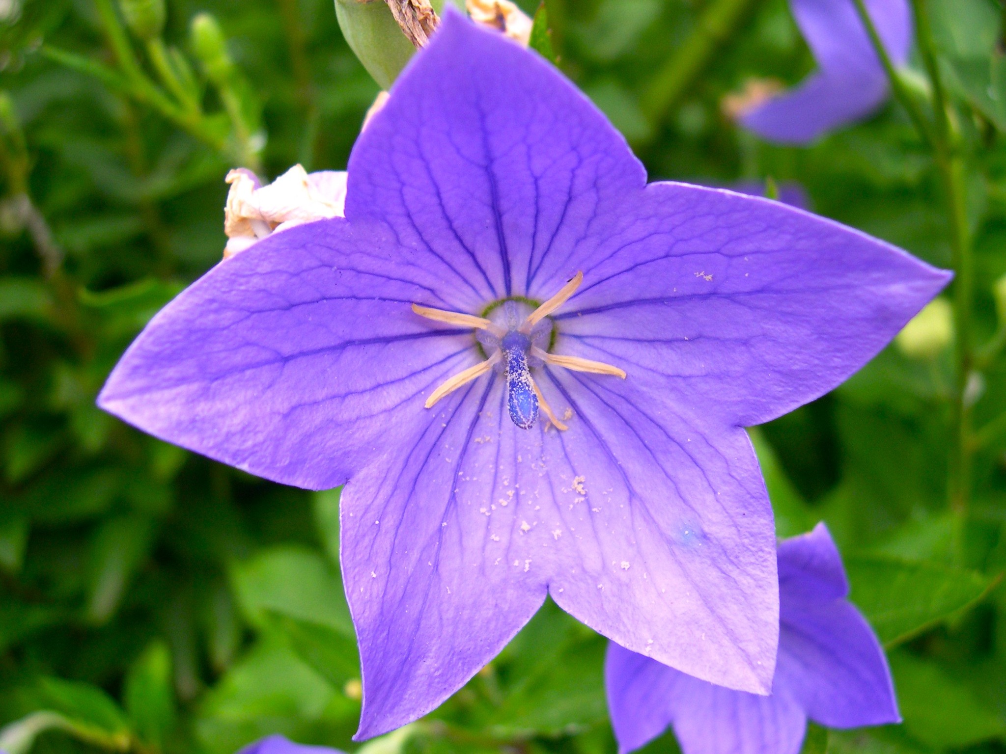 森の植物の歳時記》 [199] 【キキョウ（桔梗）】｜公益財団法人