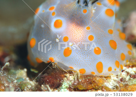 ウミウシにつく寄生虫の写真素材 [53138029] - PIXTA