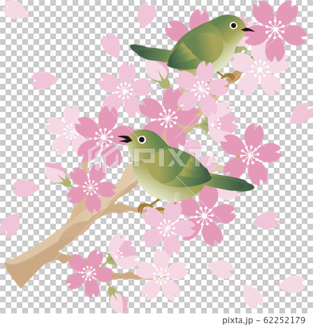 うぐいす メジロ 鳥 春 さくら お花見 のイラスト素材 [62252179] - PIXTA
