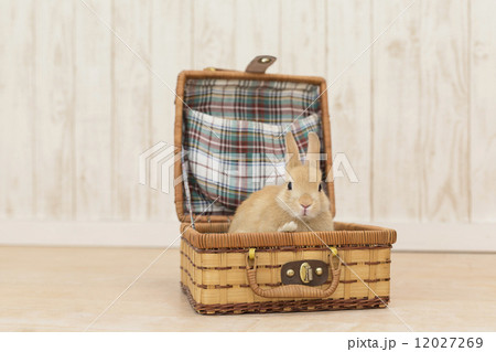 バスケットに入るウサギの写真素材 [12027269] - PIXTA