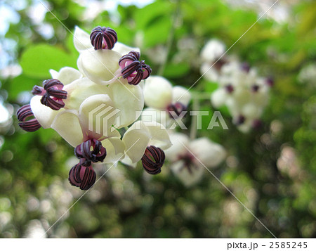 あけび つるの写真素材 - PIXTA