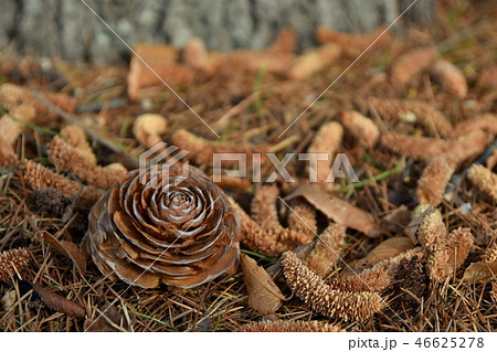 杉ぼっくりの写真素材 - PIXTA