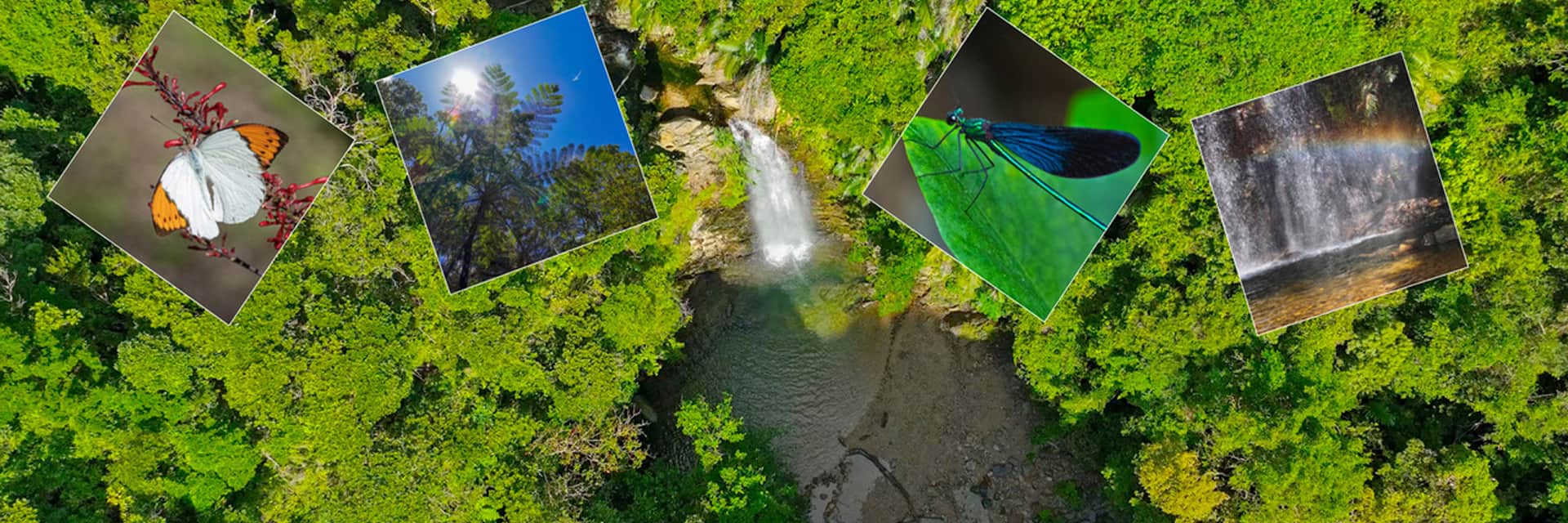 平南川ター滝（へなんがわ）公式ガイド｜沖縄県大宜味村の自然体験