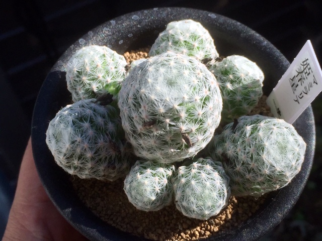 禁断のサボテンに手を出す。マミラリア属・姫春星です。 | 多肉格闘記