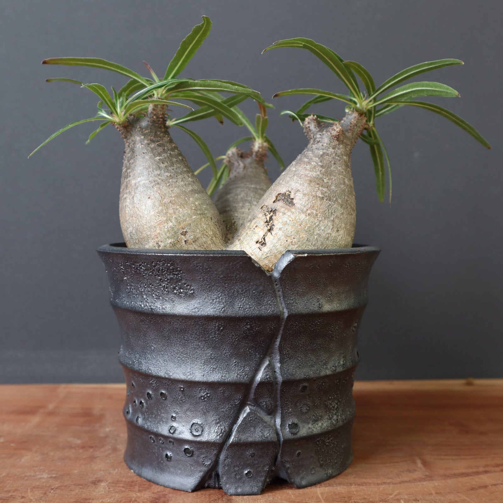 野火製陶】P.グラキリス 1211 – TaiShoDo ONLINE SHOP