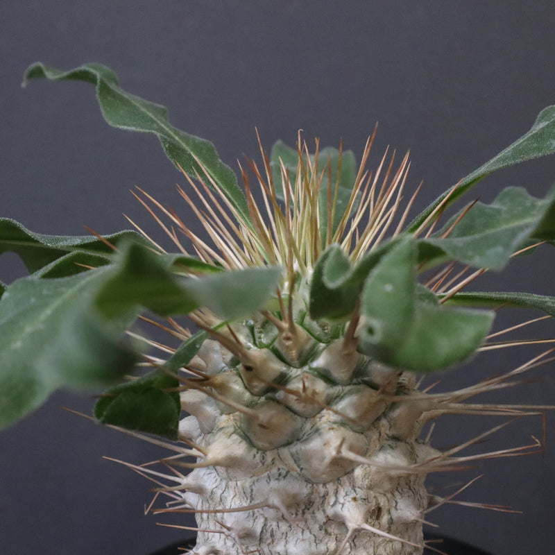 P.ナマクアナム 光堂（実生）14 – TaiShoDo ONLINE SHOP