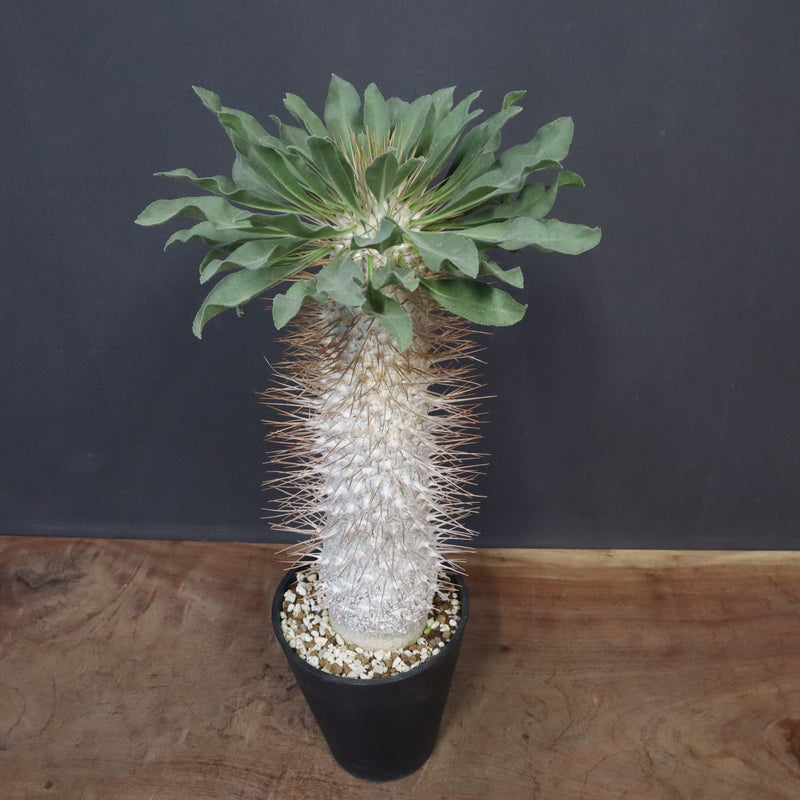 P.ナマクアナム 光堂（接木株）3 – TaiShoDo ONLINE SHOP