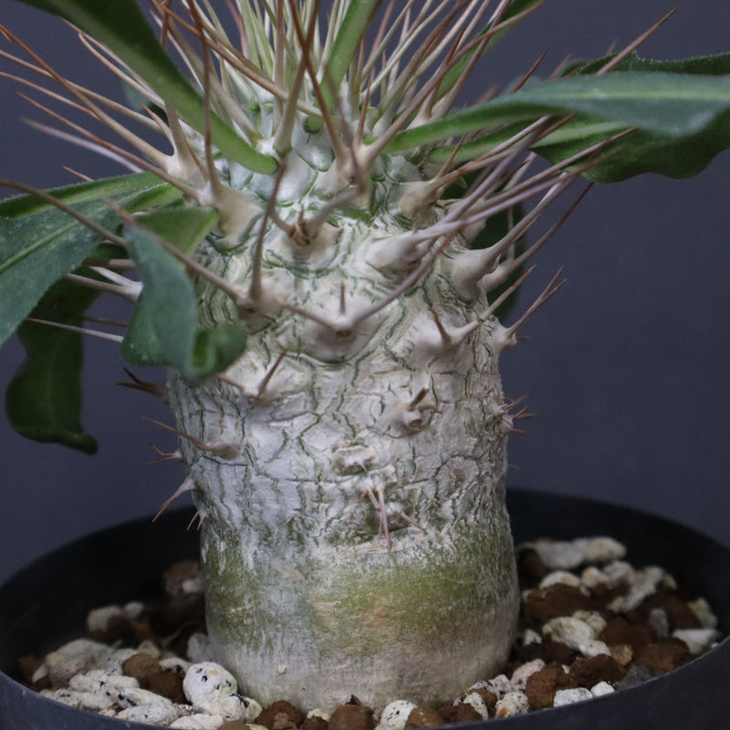 P.ナマクアナム 光堂（実生）6 – TaiShoDo ONLINE SHOP