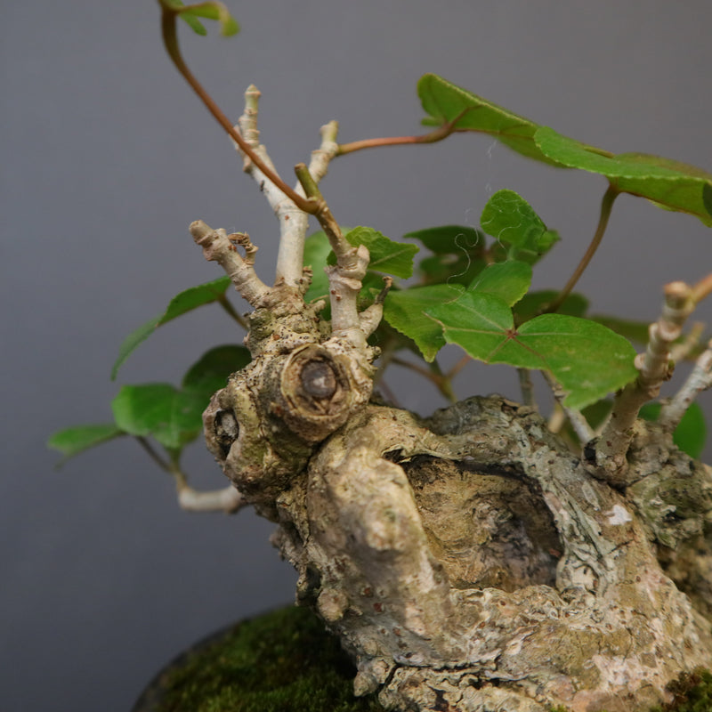 オオハマボウ EC1768 – TaiShoDo ONLINE SHOP