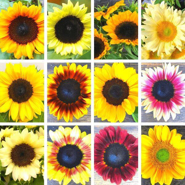 Cut-Flower Sunflower Seeds - The Gardener's Workshop