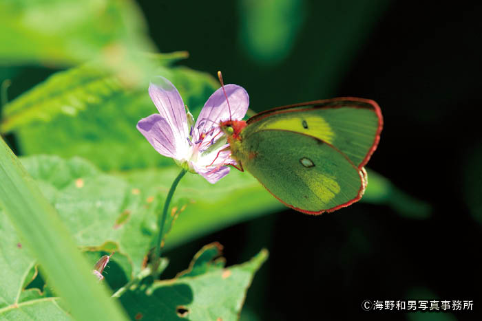 日本アルプスの高山蝶 | THE JAPAN ALPS