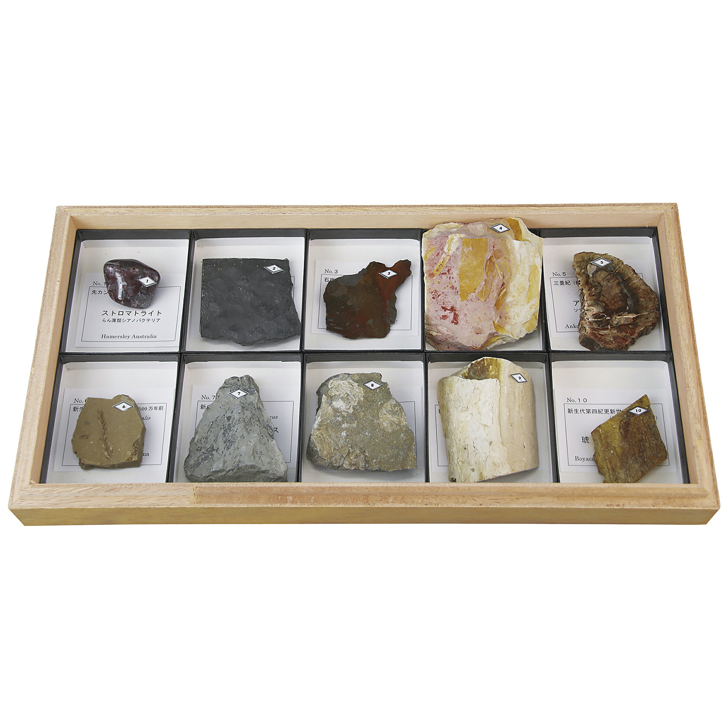 楽天市場】化石 標本 植物の通販