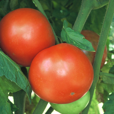 Homestead 24 F Tomato – Tomato Growers Supply Company