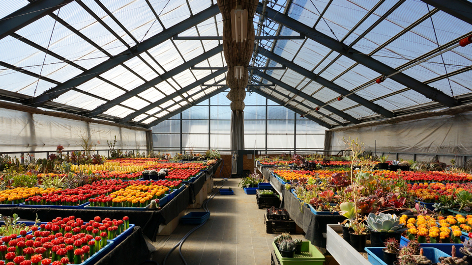 緋牡丹 サボテン FANTASTIC！ – ドライフラワーと、うつわと暮らし