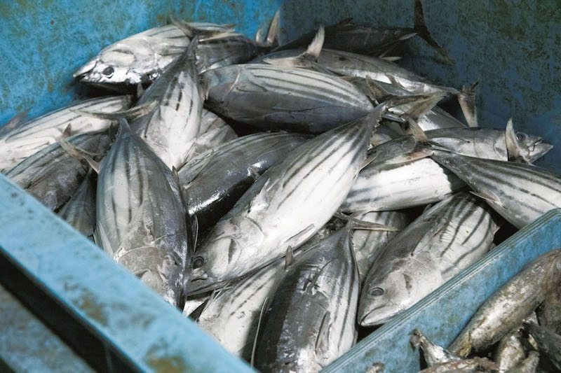 竹内商店|商品一覧|本枯節からかつお生節や削り節を自社にて製造してい