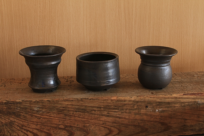 ヨコヤマ コーデックスアートギャラリー＜TOP＞ ～アガベ・塊根植物の