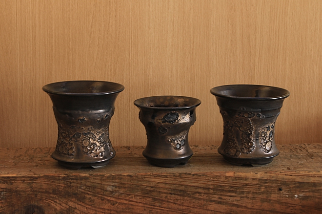 ヨコヤマ コーデックスアートギャラリー＜TOP＞ ～アガベ・塊根植物の