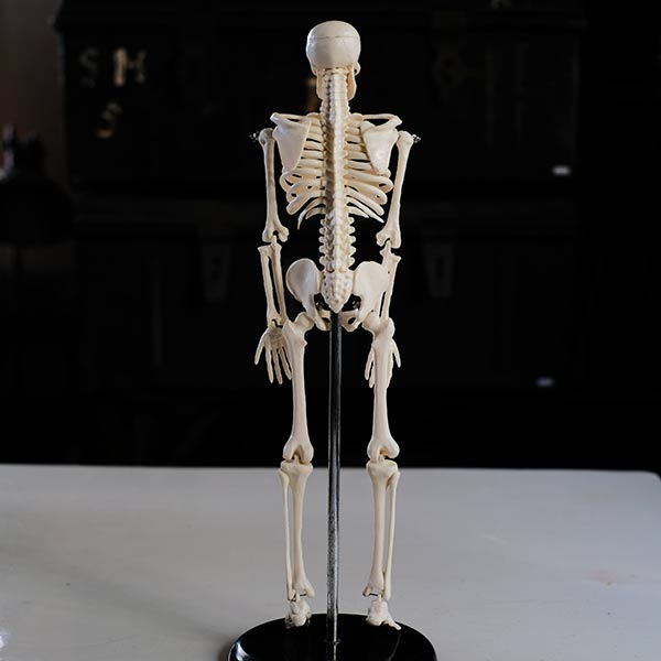 骨格模型 – zakka store towi