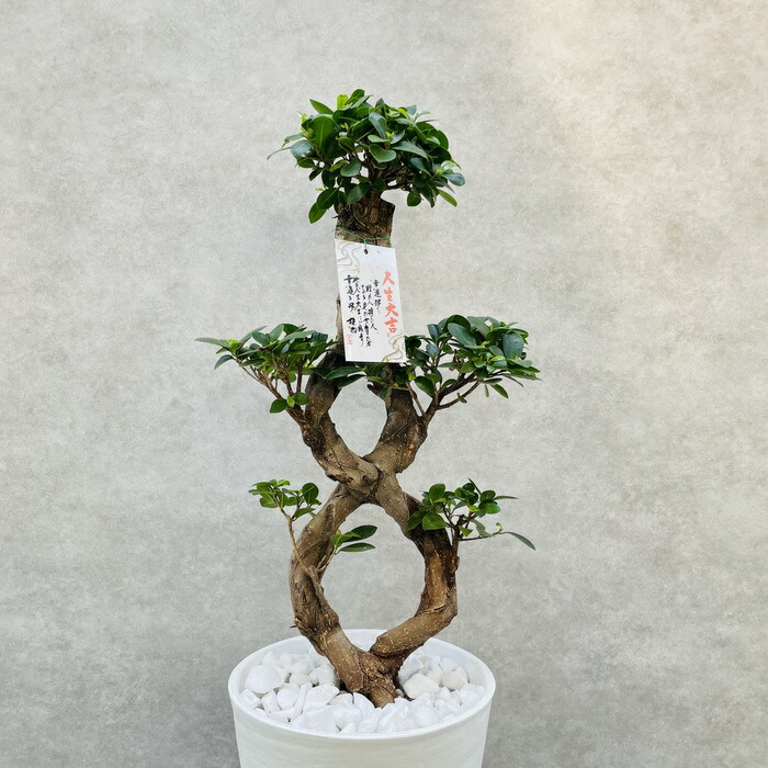 楽天市場】ガジュマル 観葉植物 高さ75cm前後 八の字 8号鉢苗 受け皿