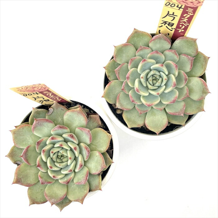 楽天市場】多肉植物 oriミックスベリア No.004 片想い 多肉植物 お