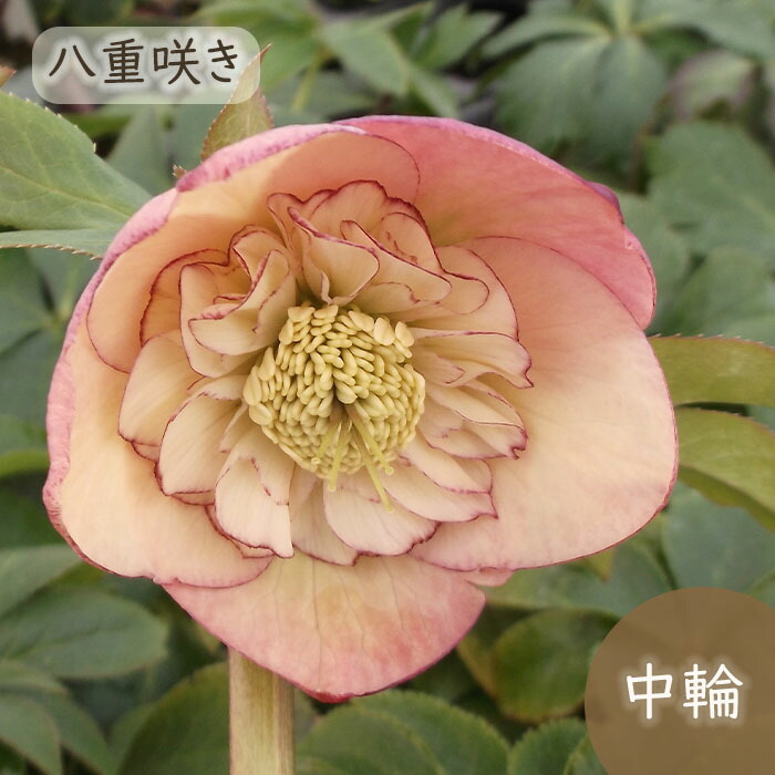 クリスマスローズ苗 楽天市場】2026年NEW クリスマスローズ 苗 5号プラ鉢入り